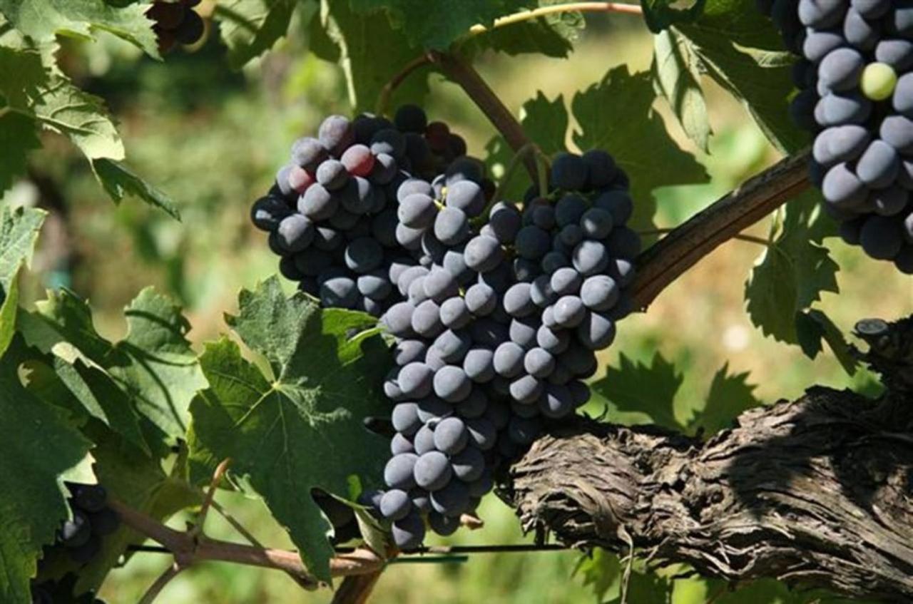 Agriturismo Fattoria Il Piano - Appartamento Focolare - San Gimignano Ngoại thất bức ảnh