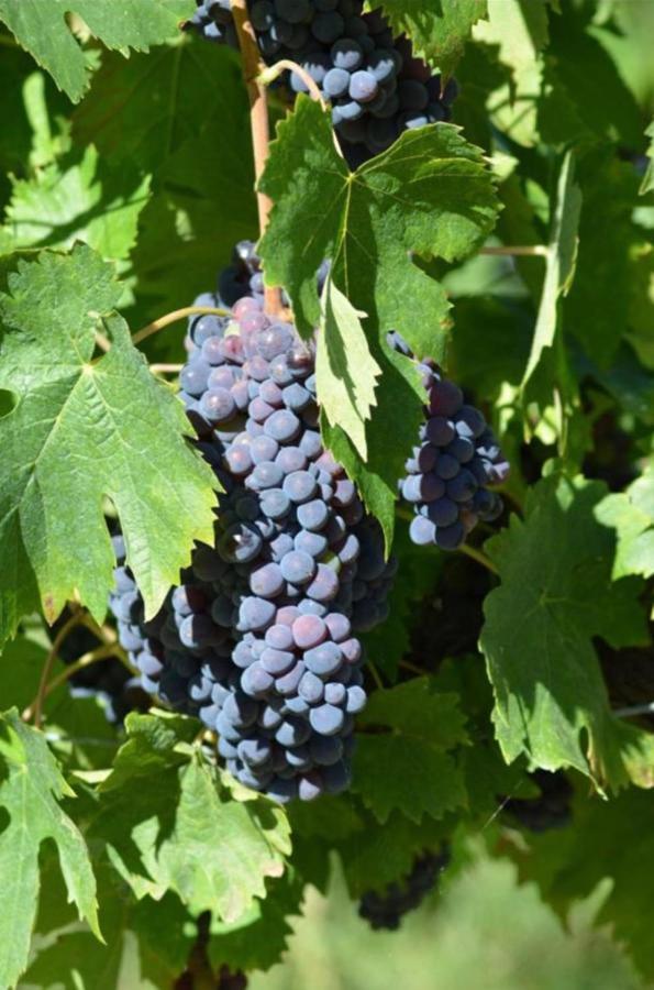 Agriturismo Fattoria Il Piano - Appartamento Focolare - San Gimignano Ngoại thất bức ảnh